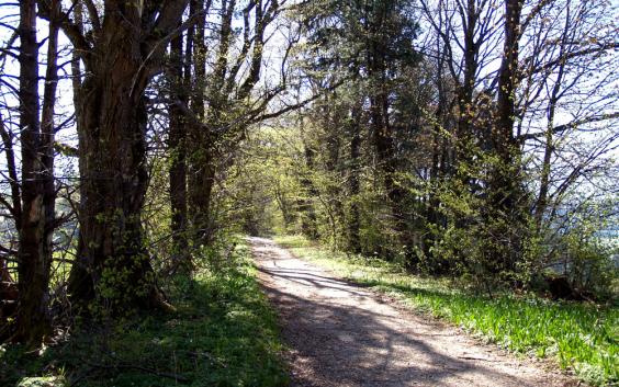 Der Keltenbaumweg im Frühjahr! Wunderbar, kann ich nur jedem empfehlen!