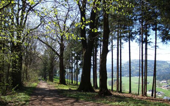 Ein Vogelkonzert begleitet einem durch den Wald und Wiesenweg...