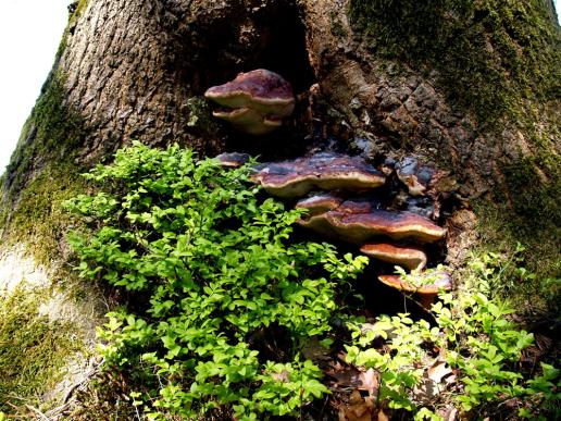 Haben sich in den Baum angesiedelt, Heidelbeeren und Schwämme