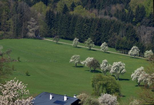 Man sieht noch einige der immer seltener werdenden blühenden Obstbäume rund um den Koglberg
