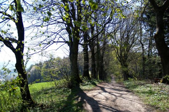 Frischer Wind oben an der Kuppe des Keltenbaumweges...