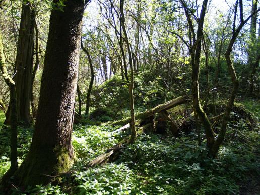 Rund um die Ruine wirkt der Wald wie fast unberührt..