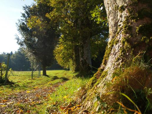 Keltenbaumweg unterhalb vom Koglberg, Richtung Keltenhütte