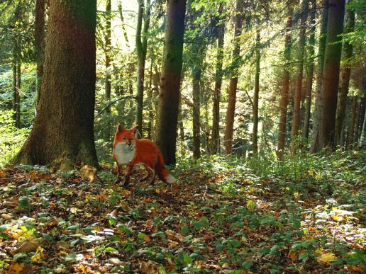 Das Füchslein, dann gibt es: Wildschwein, Hase, Dachs, Eichhörnchen (sind verschwunden!), Specht