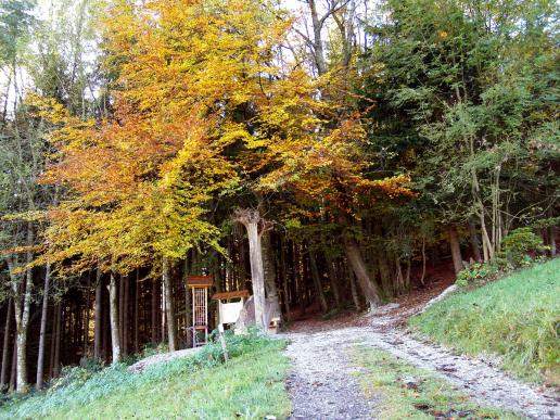 Der Eingangsbereich in den Wald, mit Hinweisen zum Keltenbaumweg
