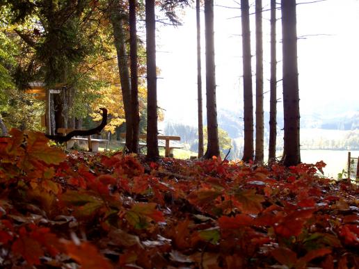 Im Herbst wunderbare Farbenspiele mit Laub und Sonne