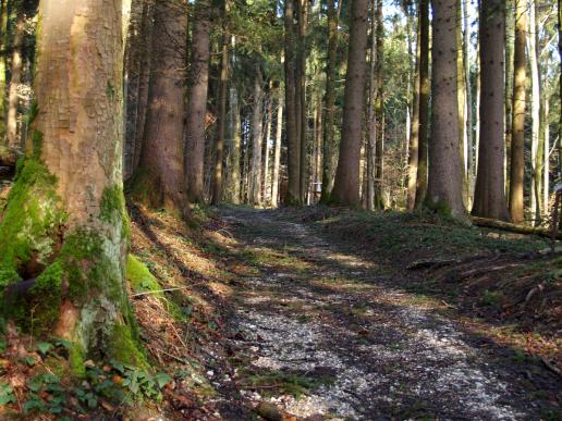 Der Weg vom Waldstück hinüber zur offenen Seite ist schön zu laufen...