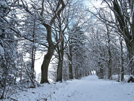 Keltenbaumweg im Winter