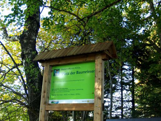 Hinweistafel inmitten der Bäume am Weg nach oben des Koglberges