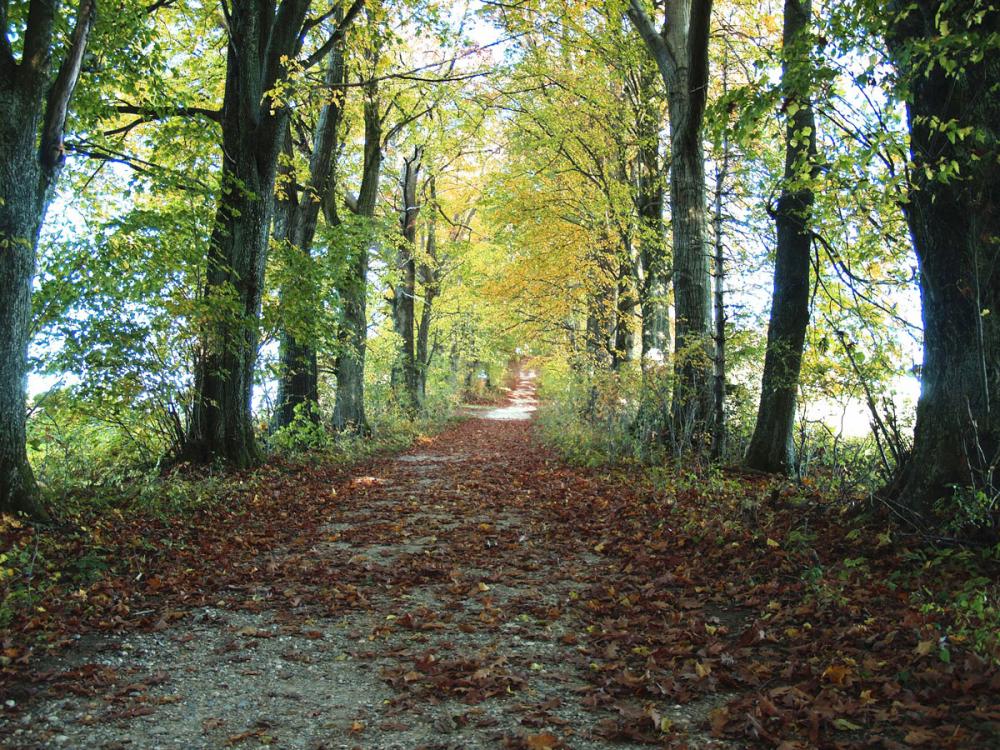 Wanderweg wie ihn die Kelten gehabt haben könnten, Rundwanderweg um den Koglberg, Kraftplätze am Koglberg,