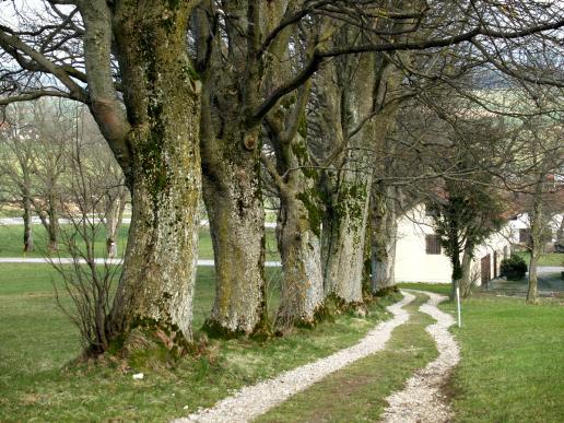 Der Weg aus dem Wald, hinunter zur Insel der Sinne