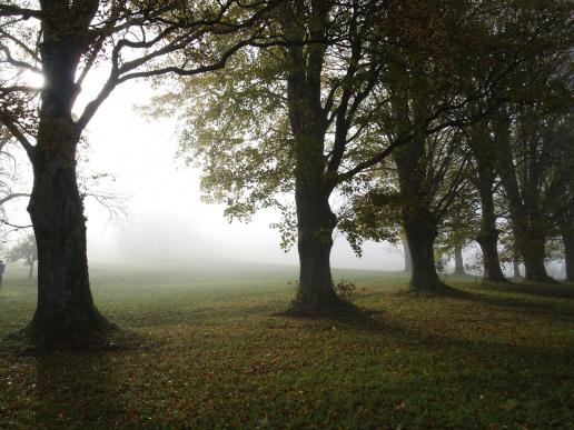 Oft zu sehen, Kelten.Baum.Weg im Nebel...