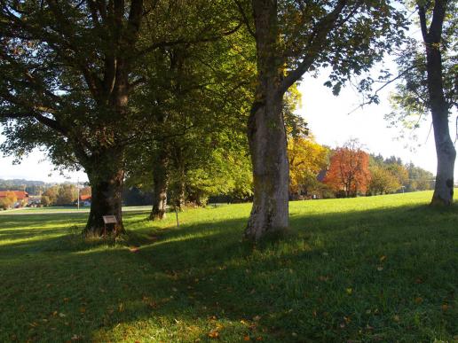 Kelten.Baum.Weg. Richtung Insel der Sinne