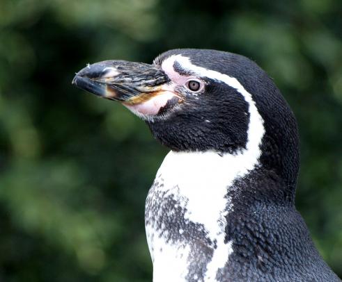 Einer der vielen Pinguine - Dublinzoo