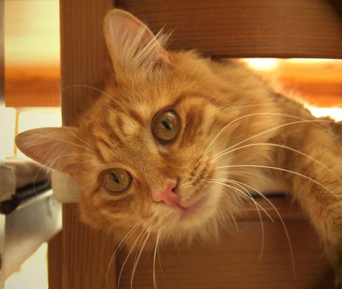 Ein roter, wunderschöner Kater - ich war zu Besuch