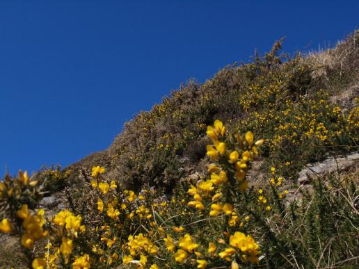 Dieses Bild mit gelbem Ginster und blauem Himmel habe ich immer vor mir