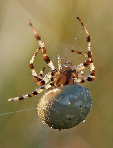 Spinne mit Tau am Körper