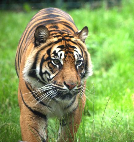 Alter Tiger, Dublin Zoo